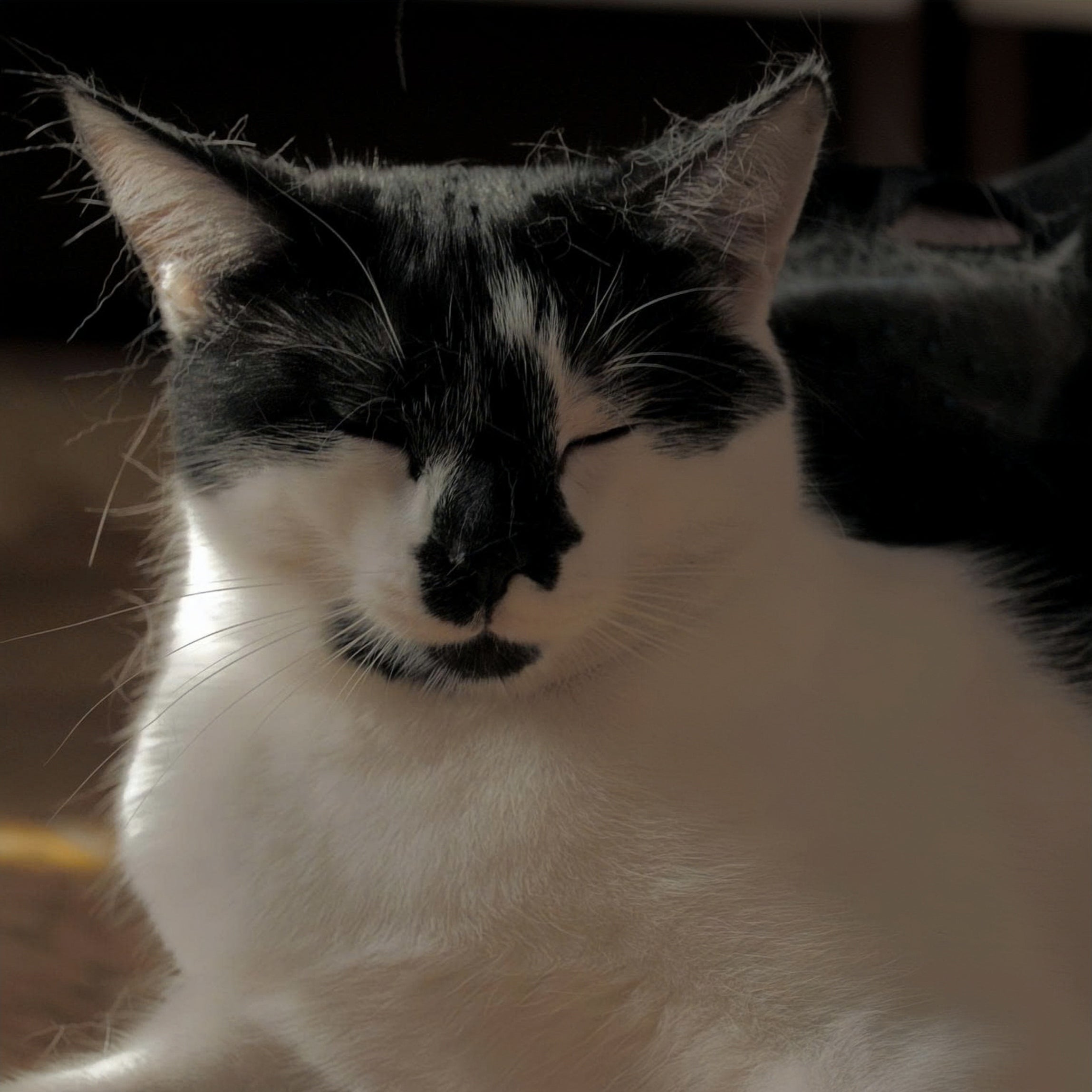 Pet Hair Remover Glove